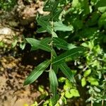 Salix purpurea Листок
