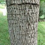 Carya glabra Kora