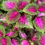 Coleus scutellarioides叶