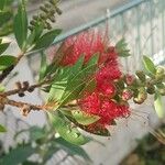 Callistemon citrinus Flower