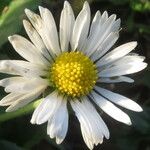 Bellis perennis Flor