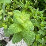 Mentha × rotundifolia Leht