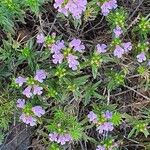 Satureja subspicata Flower