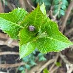 Hydrangea serrata Ліст