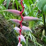 Heliconia chartacea Flor