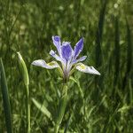 Iris missouriensis ᱛᱟᱦᱮᱸ