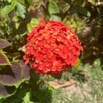 Ixora chinensis Floare