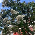 Angophora hispida ᱵᱟᱦᱟ