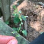 Circaea canadensis Fleur