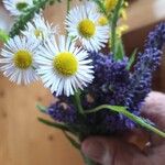 Erigeron speciosusŽiedas