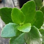 Kalanchoe manginii Лист