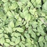 Astilbe rubra List