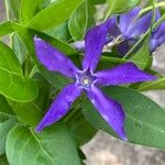 Vinca herbacea Květ