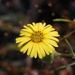 Madia elegans Flower