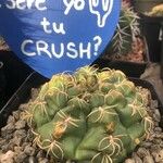 Gymnocalycium denudatum Fuelha