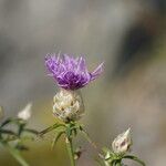 Centaurea deusta Flor