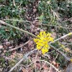 Cornus masBlüte