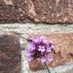 Verbena bonariensisപുഷ്പം