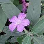 Ruellia humilis Kvet