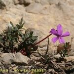 Viola cazorlensis Habitat