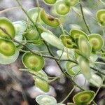 Biscutella lima Fruit