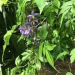 Solanum seaforthianum Flower