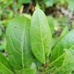 Viburnum nudum Leaf