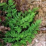 Hemionitis guanchica Habit