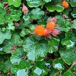 Rubus tricolor Leaf