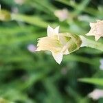 Chardinia orientalis Fruto