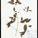 Solanum maranguapense Other