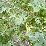 Caragana arborescens Leaf