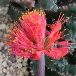 Haemanthus coccineus Virág