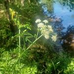 Oenanthe crocata 花
