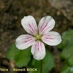 Erodium reichardii Květ