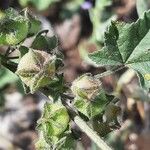 Malva multiflora Gyümölcs