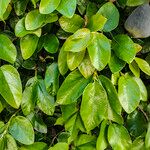 Ficus assamica Leaf