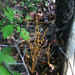 Epifagus virginiana Costuma