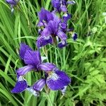 Iris sibirica Blüte
