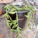 Curio radicans Hostoa