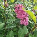 Syringa josikaea Flower