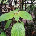 Mussaenda erythrophylla Folha