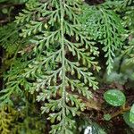 Asplenium theciferum Hoja
