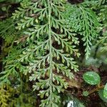 Asplenium theciferum Листок