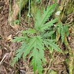 Girardinia diversifolia Blatt