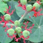 Jatropha podagrica Frukto