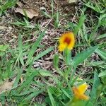 Crotalaria pumila Virág