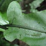 Bolbitis fluviatilis Leaf