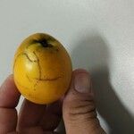 Pouteria caimito Fruit