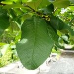 Magnolia × wieseneri